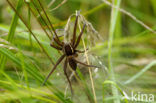 Gerande oeverspin (Dolomedes fimbriatus)