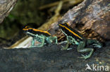 Gestreepte pijlgifkikker (Phyllobates vittatus) 