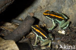 Gestreepte pijlgifkikker (Phyllobates vittatus) 