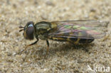 Parasyrphus punctulatus