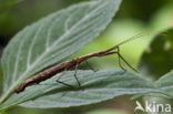 winged walking stick
