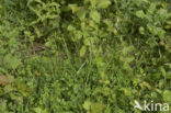 Spiked Sedge (Carex spicata)