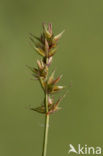 Gewone bermzegge (Carex spicata)