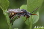 Gewone dubbeltand (Nomada ruficornis)