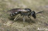 Gewone franjegroefbij (Lasioglossum sexstrigatum)