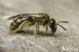 Gewone geurgroefbij (Lasioglossum calceatum)