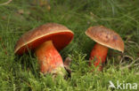 Gewone Heksenboleet (Boletus erythropus)