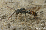 Gewone kleine wespbij (Nomada flavoguttata)