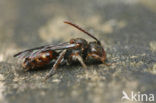 Gewone kleine wespbij (Nomada flavoguttata)