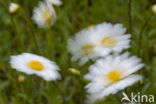 Gewone margriet (Leucanthemum vulgare)