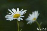 Gewone margriet (Leucanthemum vulgare)