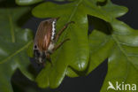 common cockchafer (Melolontha melolontha)