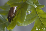 common cockchafer (Melolontha melolontha)