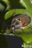 common cockchafer (Melolontha melolontha)