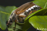 common cockchafer (Melolontha melolontha)