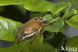 common cockchafer (Melolontha melolontha)