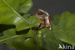 common cockchafer (Melolontha melolontha)