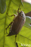 common cockchafer (Melolontha melolontha)