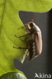 common cockchafer (Melolontha melolontha)