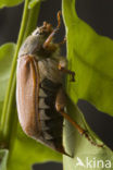 common cockchafer (Melolontha melolontha)