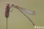 Emerald Damselfly (Lestes sponsa)