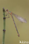 Emerald Damselfly (Lestes sponsa)