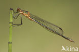 Gewone pantserjuffer (Lestes sponsa)