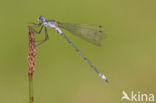 Emerald Damselfly (Lestes sponsa)