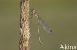 Emerald Damselfly (Lestes sponsa)