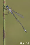 Gewone pantserjuffer (Lestes sponsa)