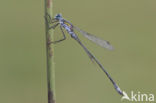 Emerald Damselfly (Lestes sponsa)