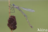 Gewone pantserjuffer (Lestes sponsa)