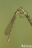 Emerald Damselfly (Lestes sponsa)