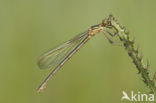 Gewone pantserjuffer (Lestes sponsa)