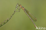 Gewone pantserjuffer (Lestes sponsa)