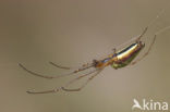 Common Stretchspider (Tetragnatha extensa)