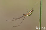 Gewone strekspin (Tetragnatha extensa)