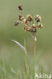 Gewone veldbies (Luzula campestris)