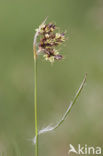 Gewone veldbies (Luzula campestris)