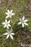 Gewone vogelmelk (Ornithogalum umbellatum)