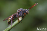 Gewone wespbij (Nomada flava)