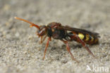 Gewone wespbij (Nomada flava)