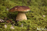 Gewoon eekhoorntjesbrood (Boletus edulis)