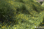 Lesser Celandine (Ranunculus ficaria subsp. bulbilifer)