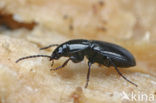 ground beetle (Pterostichus diligens)