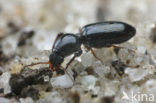 Glansgravertje (Dyschirius politus)