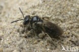 Glimmende dwergzandbij (Andrena minutuloides)