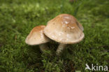 Webcap (Cortinarius spec)