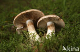 Gordijnzwam (Cortinarius spec)