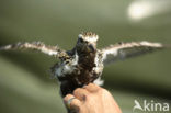 Golden Plover (Pluvialis apricaria)